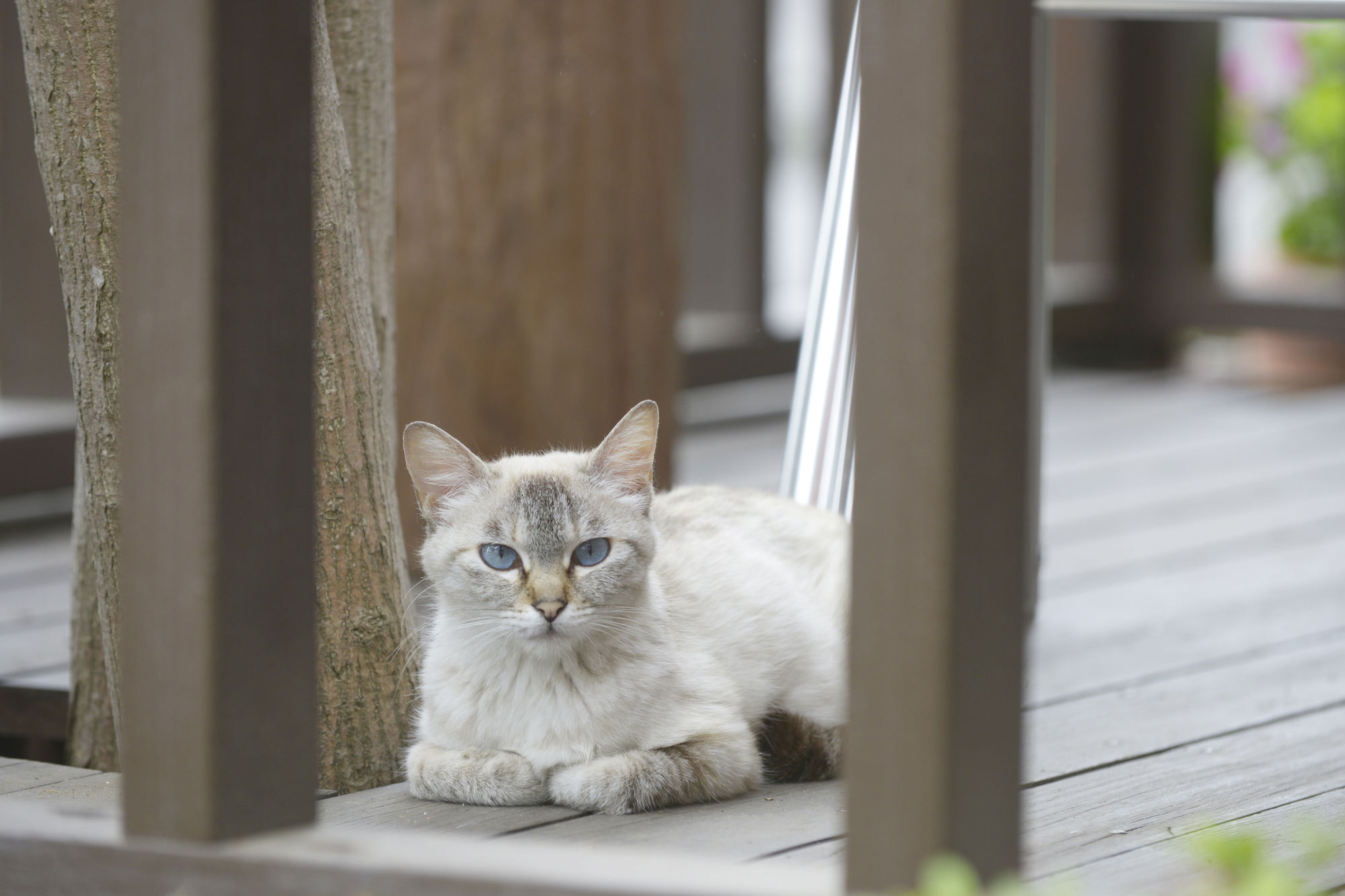 Kawaguchiko Country Cottage Ban Fujikawaguchiko Εξωτερικό φωτογραφία